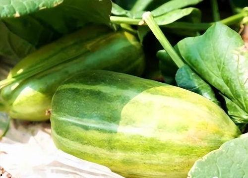 本瓜怎吃最好,本瓜美味吃法大揭秘