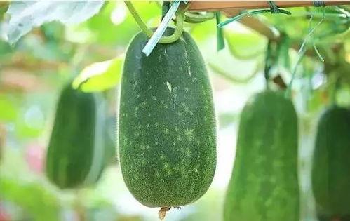 最新吃瓜说,揭秘明星幕后真相