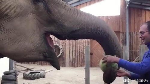大象吃瓜方法,大象的独特吃瓜技巧揭秘