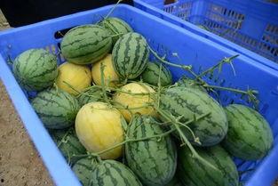 吃瓜群怎么加,畅享热门话题！