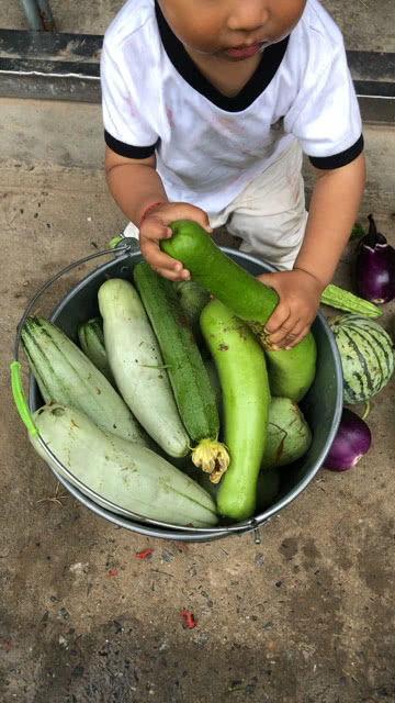 每晚摘瓜吃,品味生活之美