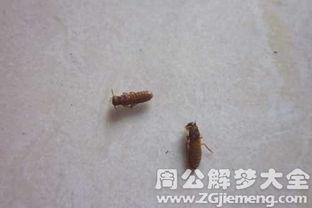 梦见吃瓜有虫,吃瓜遇虫背后的寓意与启示