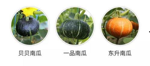 发现孩子吃瓜,孩子意外发现的新奇世界