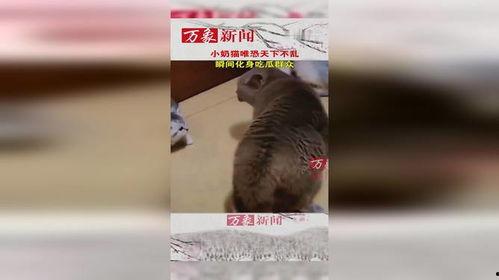吃瓜奶猫,揭秘猫咪的“美食侦探”生活