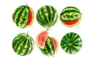 直隶农场吃瓜,瓜果飘香,丰收乐享