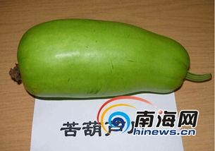 海南葫芦瓜咋吃,海南葫芦瓜的多样食法探索