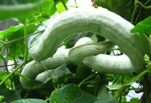 蛇瓜感冒可以吃吗,蛇瓜感冒期间的食用指南