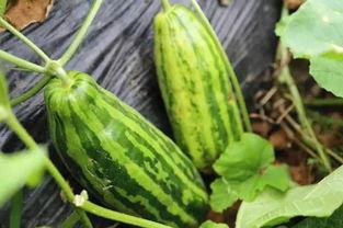 白皮大瓜怎么吃,解锁美味新境界