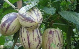 吃茄瓜会胖,揭秘吃茄瓜的胖瘦之谜