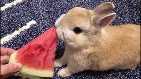 兔子也吃瓜,揭秘动物界的饮食新风尚