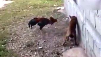 碉堡侠吃瓜,揭秘娱乐圈幕后风云