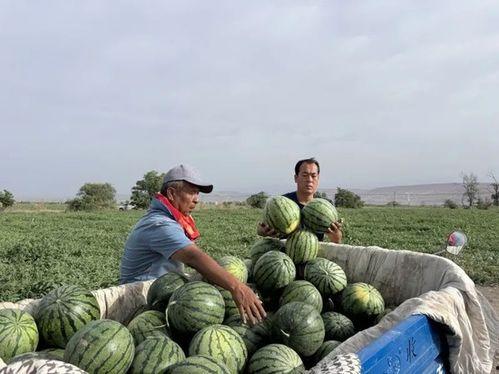 梁端吃瓜,揭秘建筑美学与生活趣味