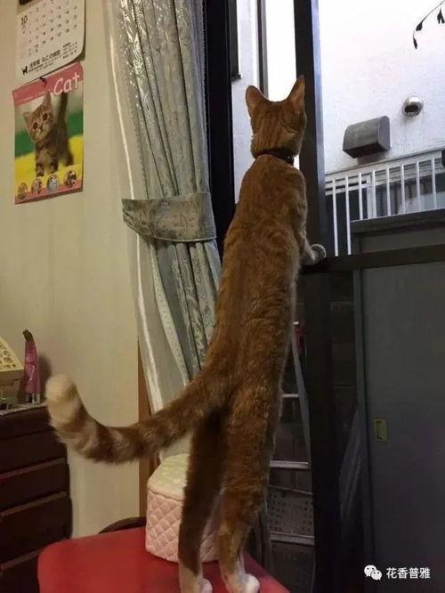 猫咪在房顶吃瓜,猫咪屋顶“瓜田”乐享夏日时光