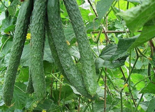 瓜怎么吃效果最好,营养吸收加倍攻略