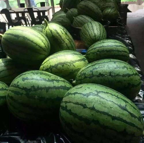 在朝堂吃瓜7,揭秘宫廷中的“吃瓜”文化