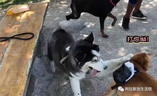 柴犬吃瓜问号,揭秘宠物界的趣味瞬间